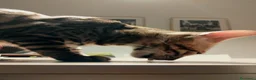 Bengala gatti in vendita: Dolcissimo gattino del bengala con pedigree AFSI  - Annuncio 10