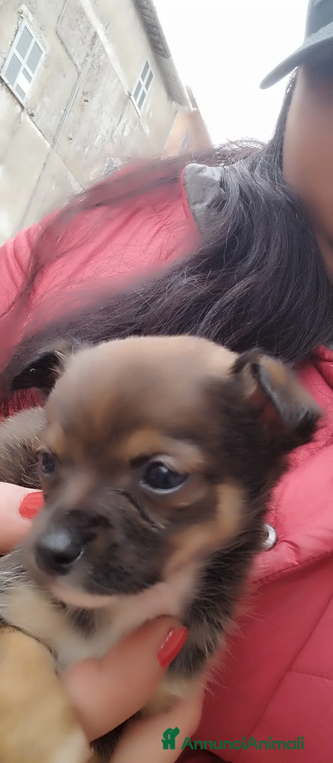 Chihuahua cani in vendita: Chiuwaua mini Toy  a Città metropolitana di Roma Capitale - Annuncio 6
