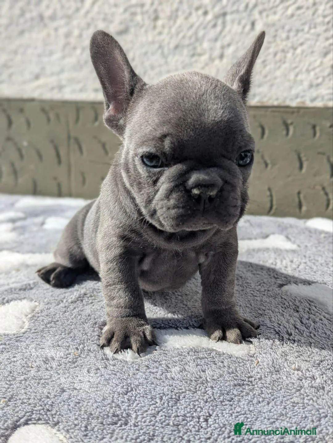 Bulldog Francese cani in vendita: Bulldog francese blu e blu fawn - Annuncio 2