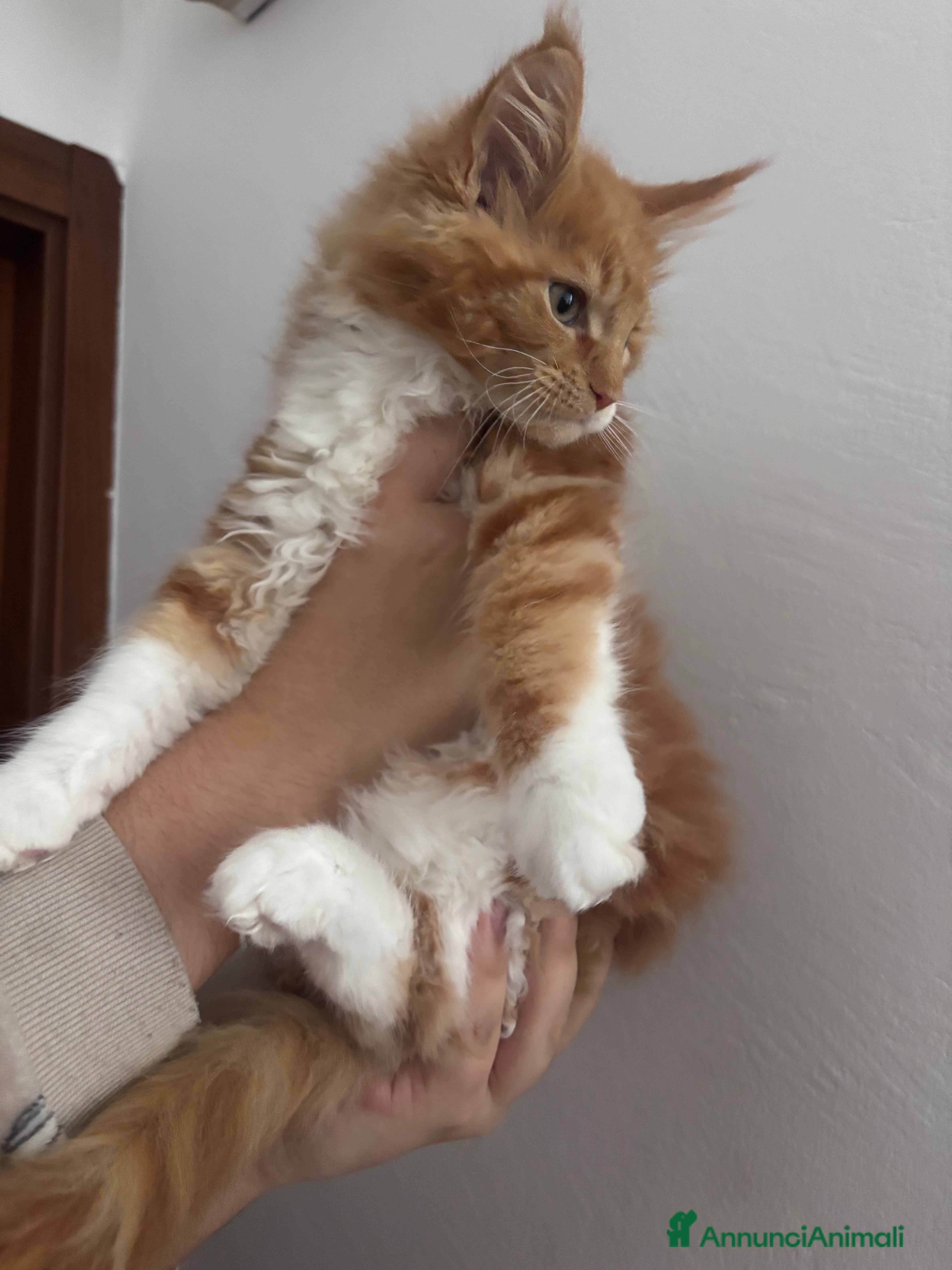 Maine Coon gatti Ultimo cucciolo Maine coon disponibile  - Annuncio 2