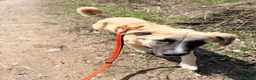 Meticcio cani in regalo: Albicocca: 7 mesi adozione del cuore  - Annuncio 16