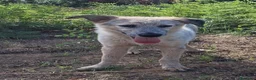 Meticcio cani in regalo: LIVIA 🩷 HA VOGLIA DI FIDARSI: TIMIDA E DOLCE. a Città Metropolitana di Bologna - Annuncio 5