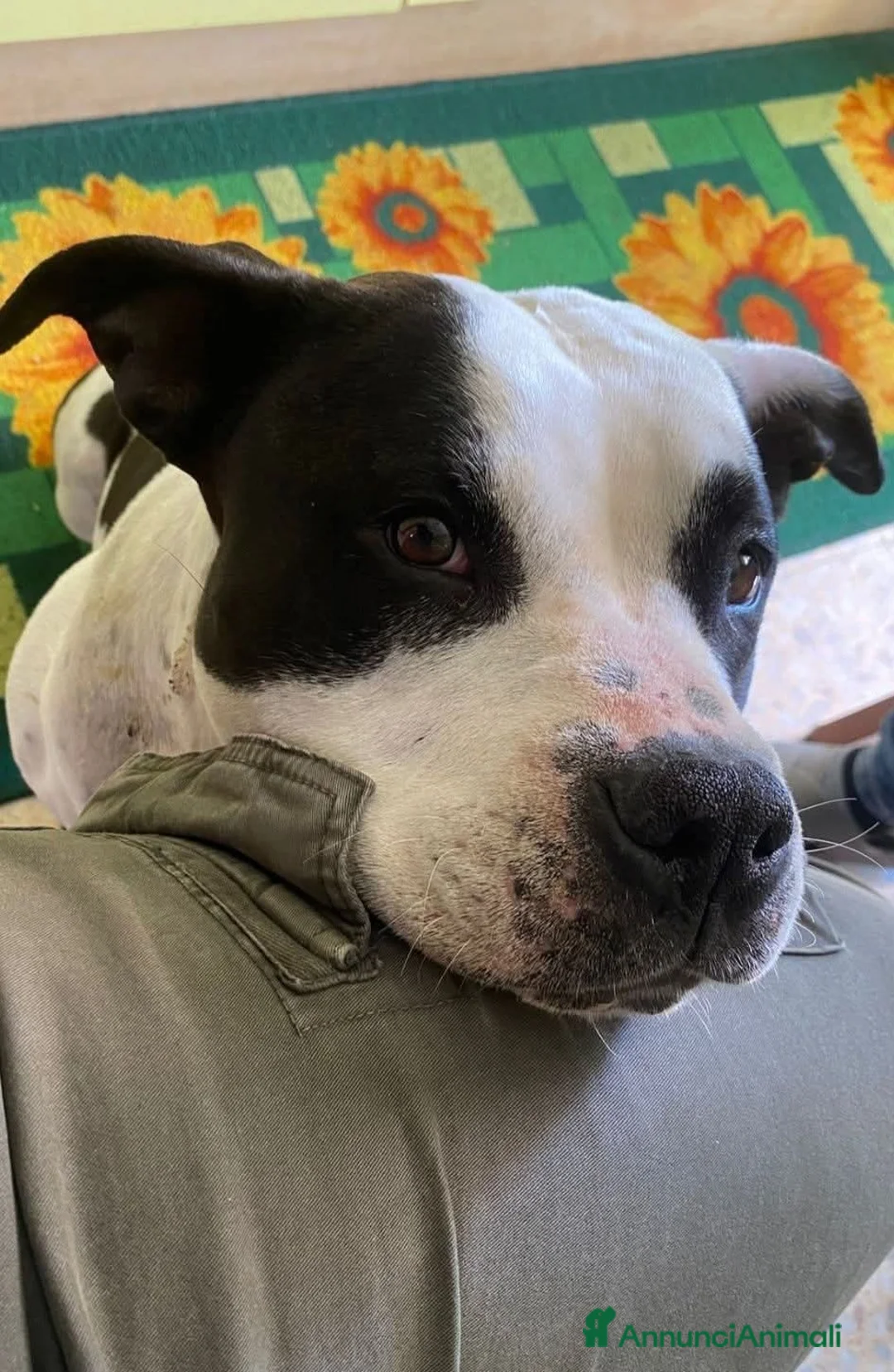 Meticcio cani in regalo: ADOZ.DEL💔:sempre avuto casa!Ora xsempre  in box?! a Provincia di Varese - Annuncio 1