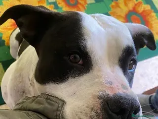 Meticcio cani ADOZ.DEL💔:sempre avuto casa!Ora xsempre in box?! - Annuncio 8