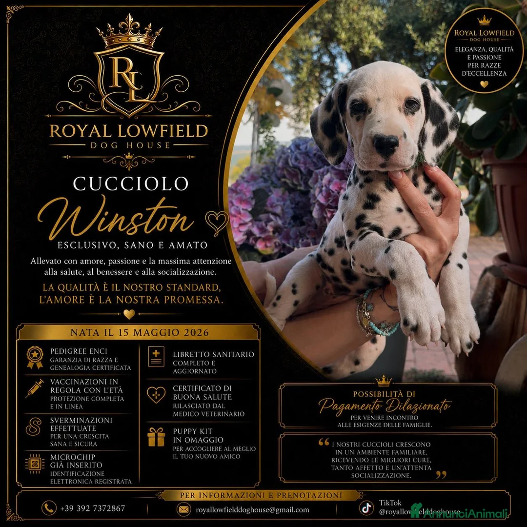 Dalmata cani in vendita: Cucciolo di Dalmata con Pedegree Enci - Annuncio 1