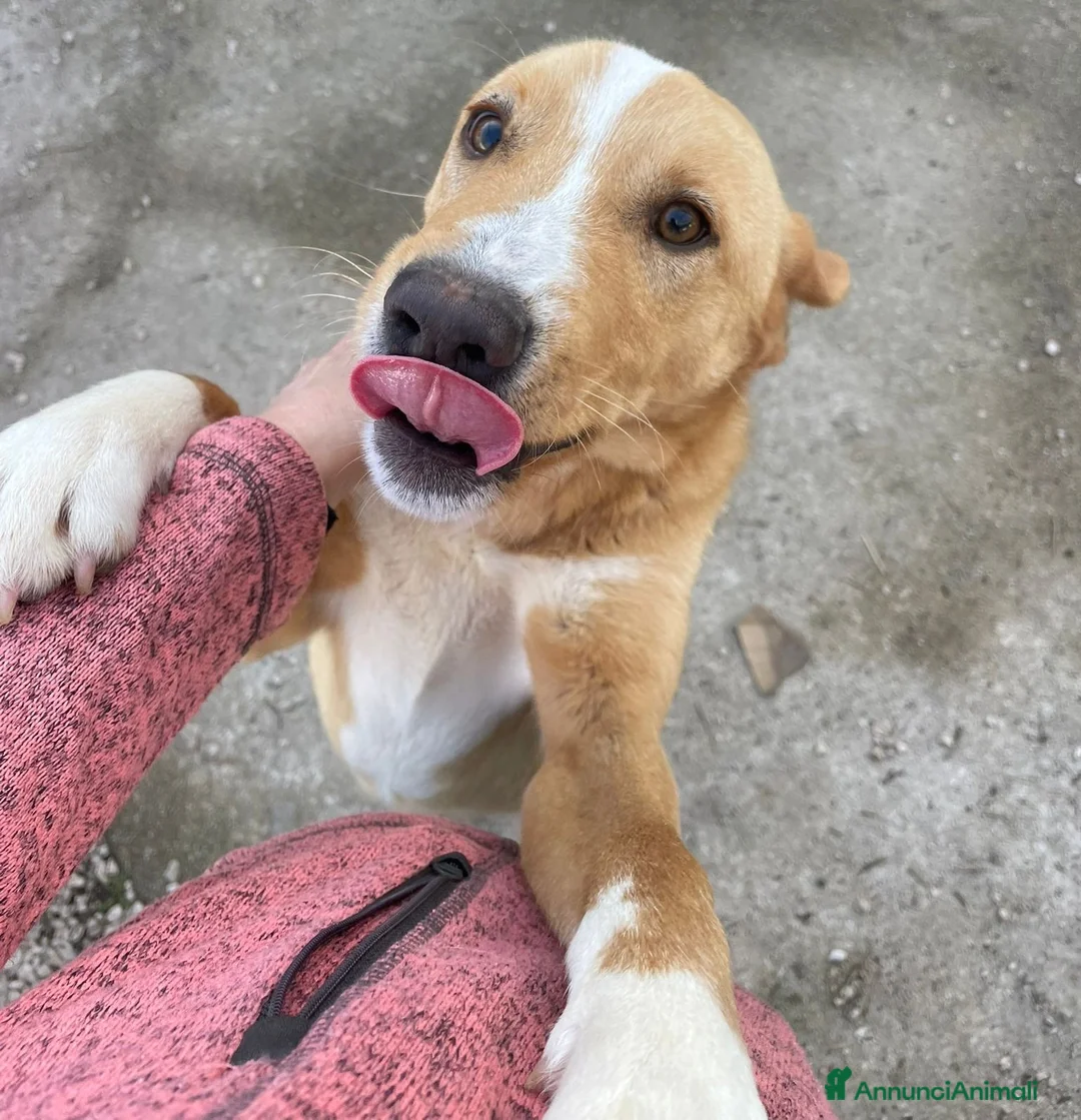 Meticcio cani in regalo: IL DOLCISSIMO OLIVER a Provincia di Padova - Annuncio 11