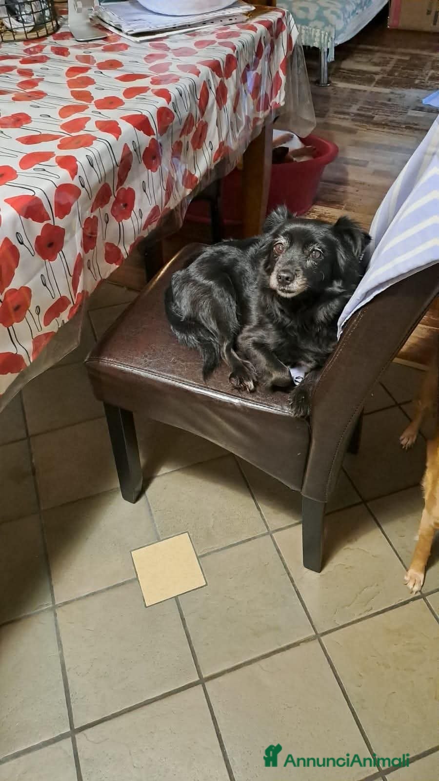 Meticcio cani Marika, taglia piccola! (12 anni)  - Annuncio 5