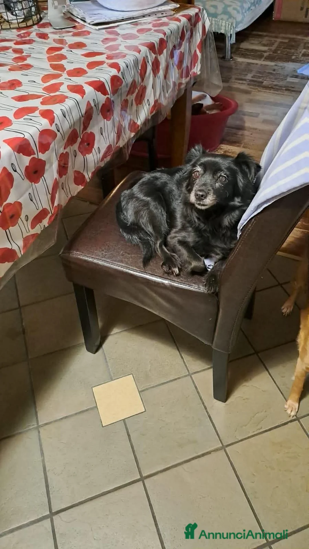 Meticcio cani in regalo: Marika, taglia piccola! (12 anni)  - Annuncio 1
