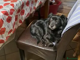 Meticcio cani Marika, taglia piccola! (12 anni) - Annuncio 5