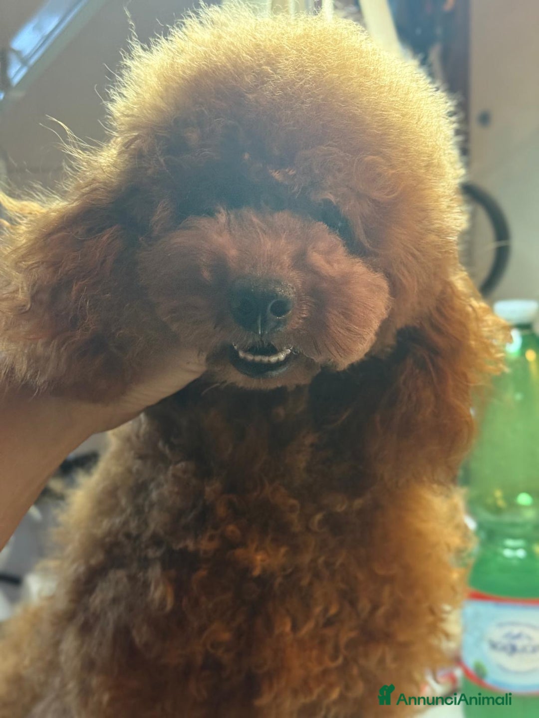 Barboncino cani in vendita: Barboncino Toy al limite con il nano, colore fulvo a Provincia di Savona - Immagine 3