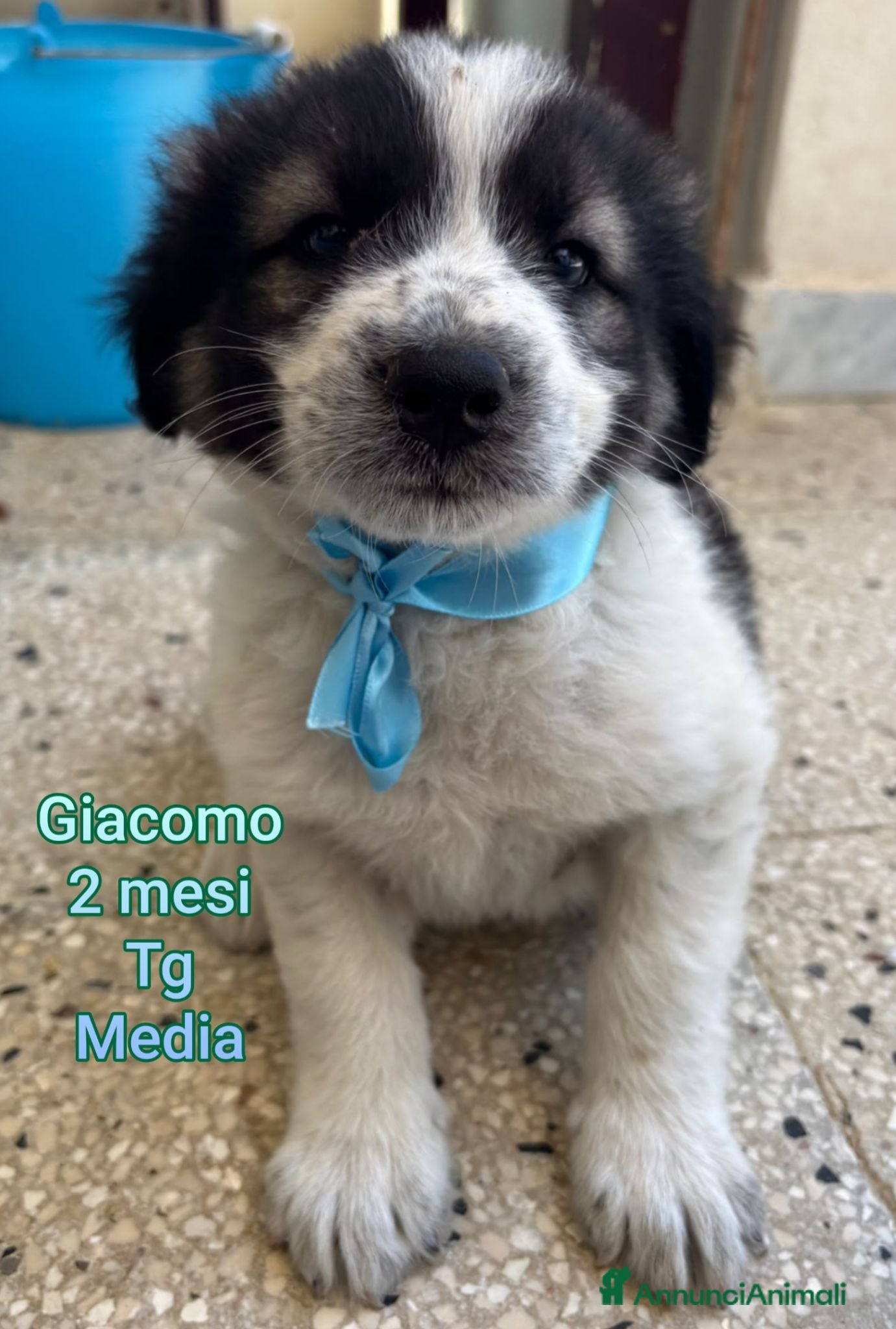 Meticcio cani CUCCIOLI IN CERCA D'AMORE  - Annuncio 11