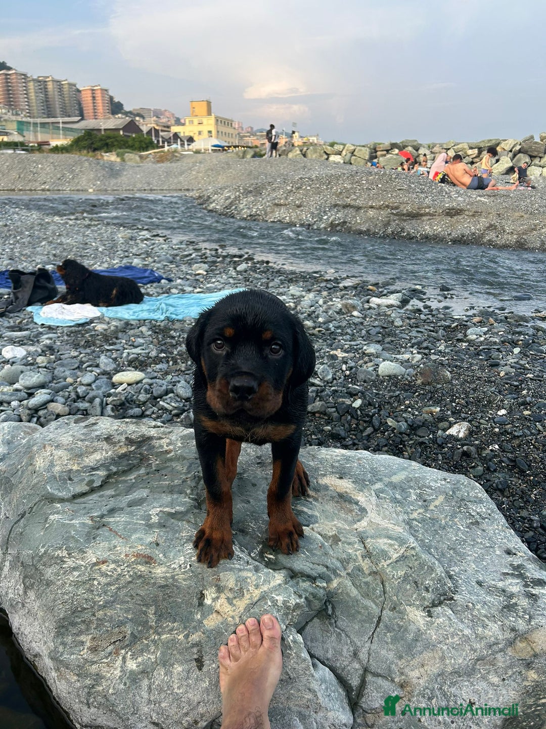 Rottweiler cani in vendita: Rottweiler  - Annuncio 3