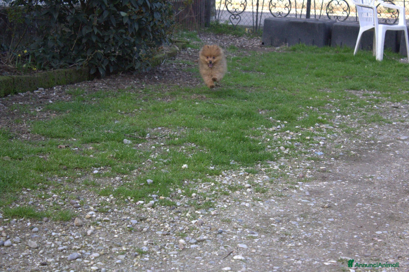 Spitz cani in vendita: Spitz tedesco piccolo volpino  - Annuncio 2