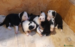 Border Collie cani in vendita: Cuccioli Border collie linea da lavoro  a Provincia di Modena - Immagine 7