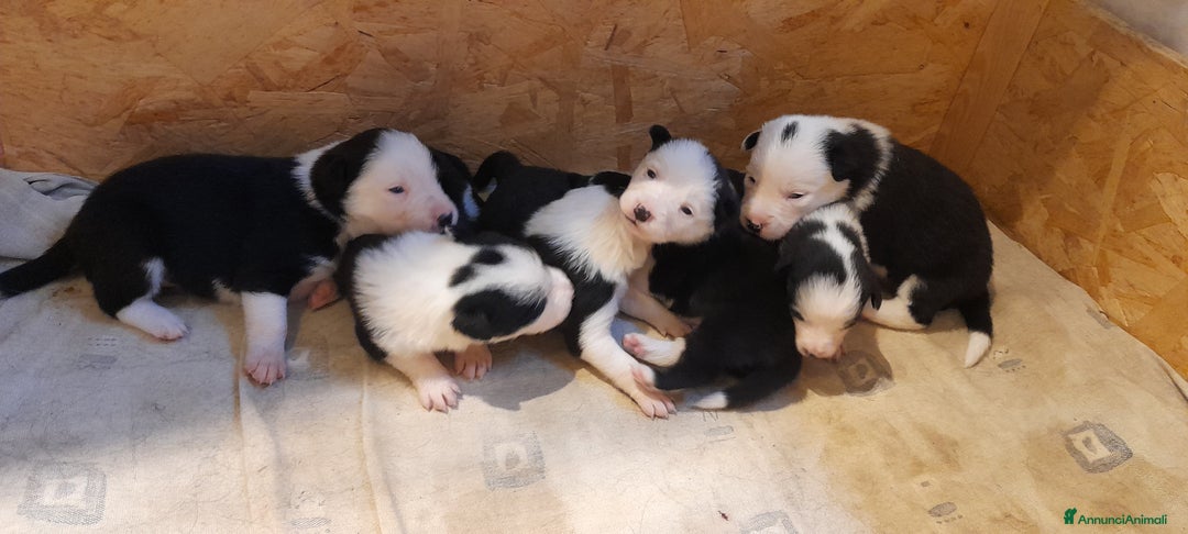 Border Collie cani in vendita: Cuccioli Border collie linea da lavoro  a Provincia di Modena - Immagine 7