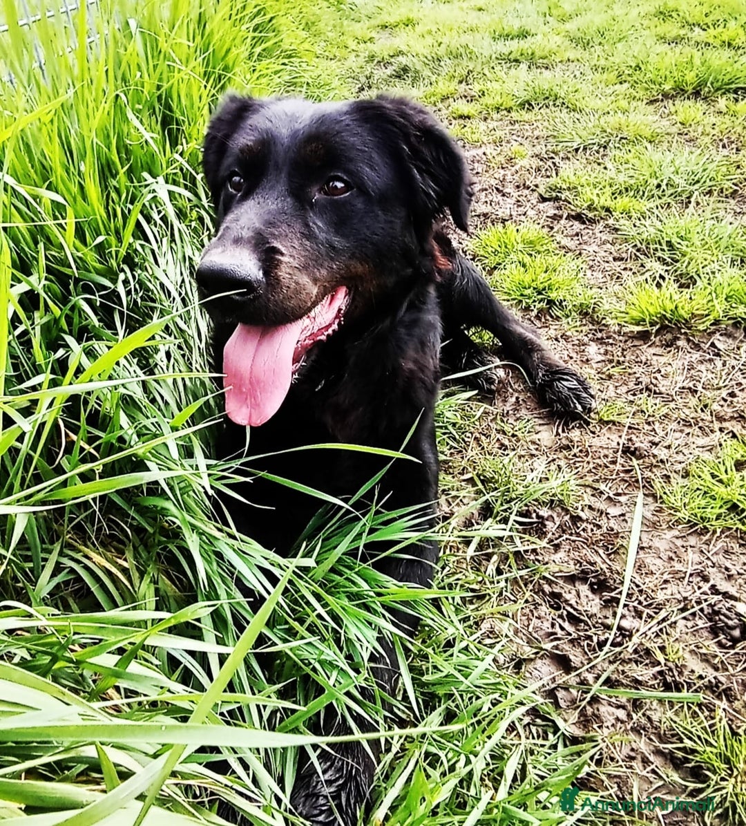 Meticcio cani in regalo: Antonia cucciolona mix labrador color cioccolato a Provincia di Latina - Annuncio 9