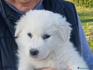 Meticcio cani KOSTNER HA BISOGNO DI UNA MAMMA E DI UN PAPA' - Annuncio 40