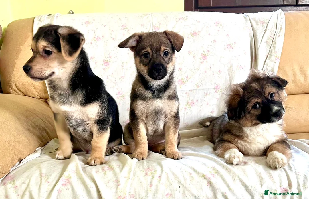 Meticcio cani in regalo: Cuccioli taglia piccola 3 mesi - Annuncio 7