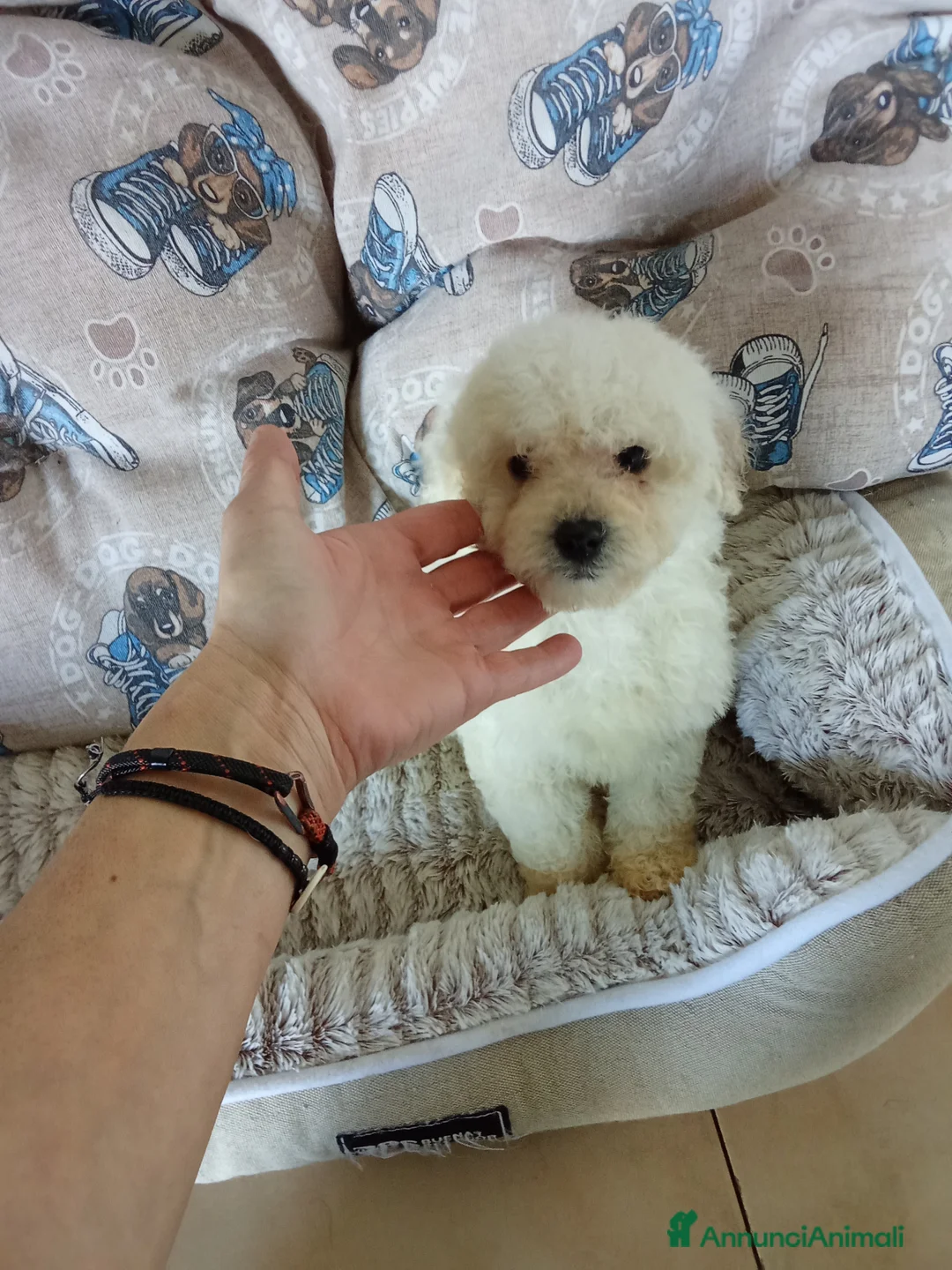 Maltipoo cani in vendita: MALTIPOO TOY  a Città Metropolitana di Torino - Annuncio 2