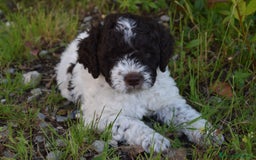 Lagotto cani in vendita: CUCCIOLI DI LAGOTTO ROMAGNOLO – DISPONIBILI SUBITO a Provincia di Pistoia - Immagine 5