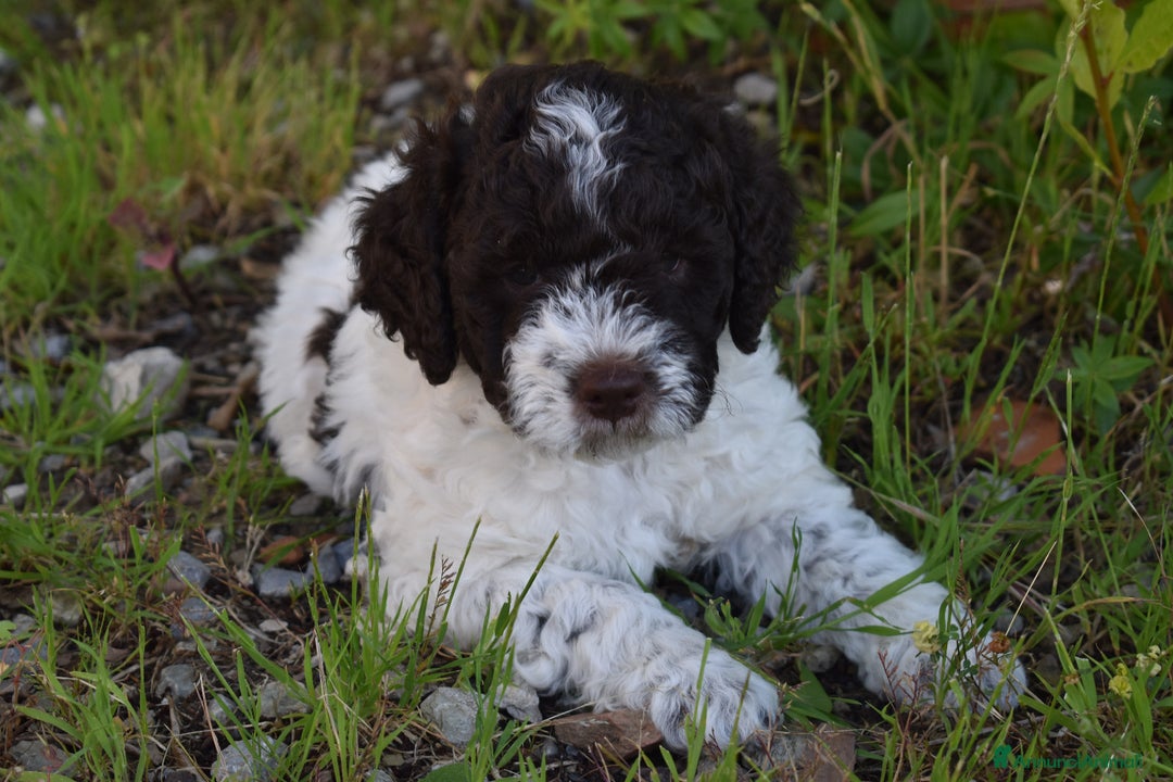 Lagotto cani in vendita: CUCCIOLI DI LAGOTTO ROMAGNOLO – DISPONIBILI SUBITO a Provincia di Pistoia - Immagine 5