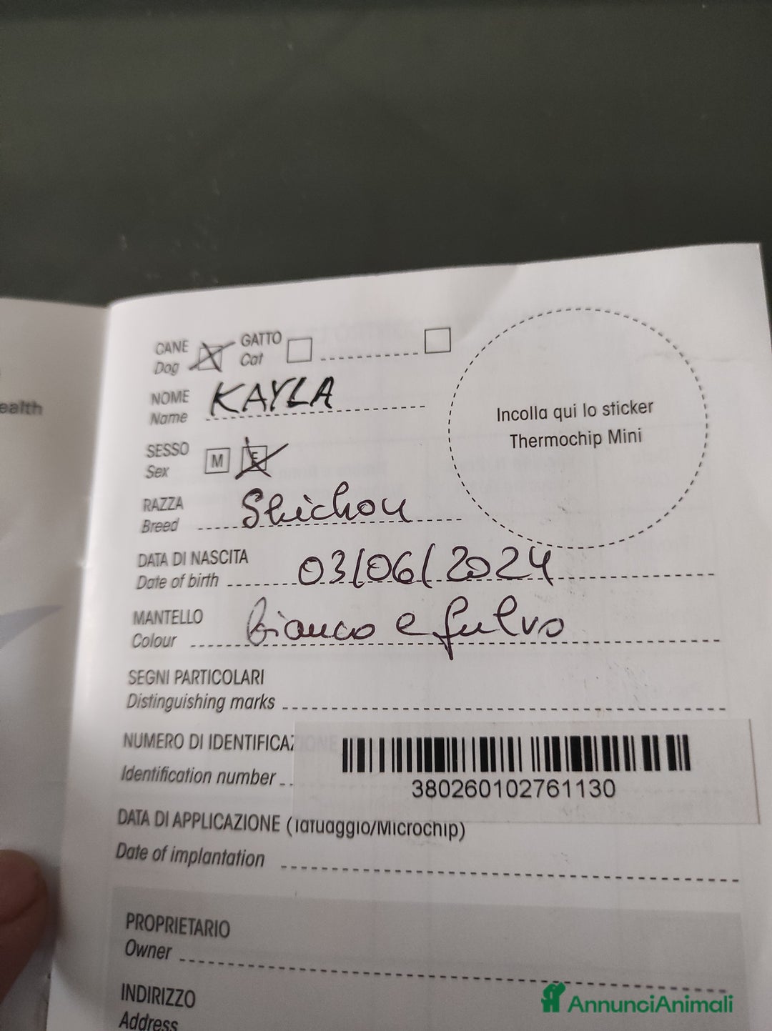 Shih Tzu cani in vendita: Coppia di Shitzu di un anno e mezzo  - Annuncio 5