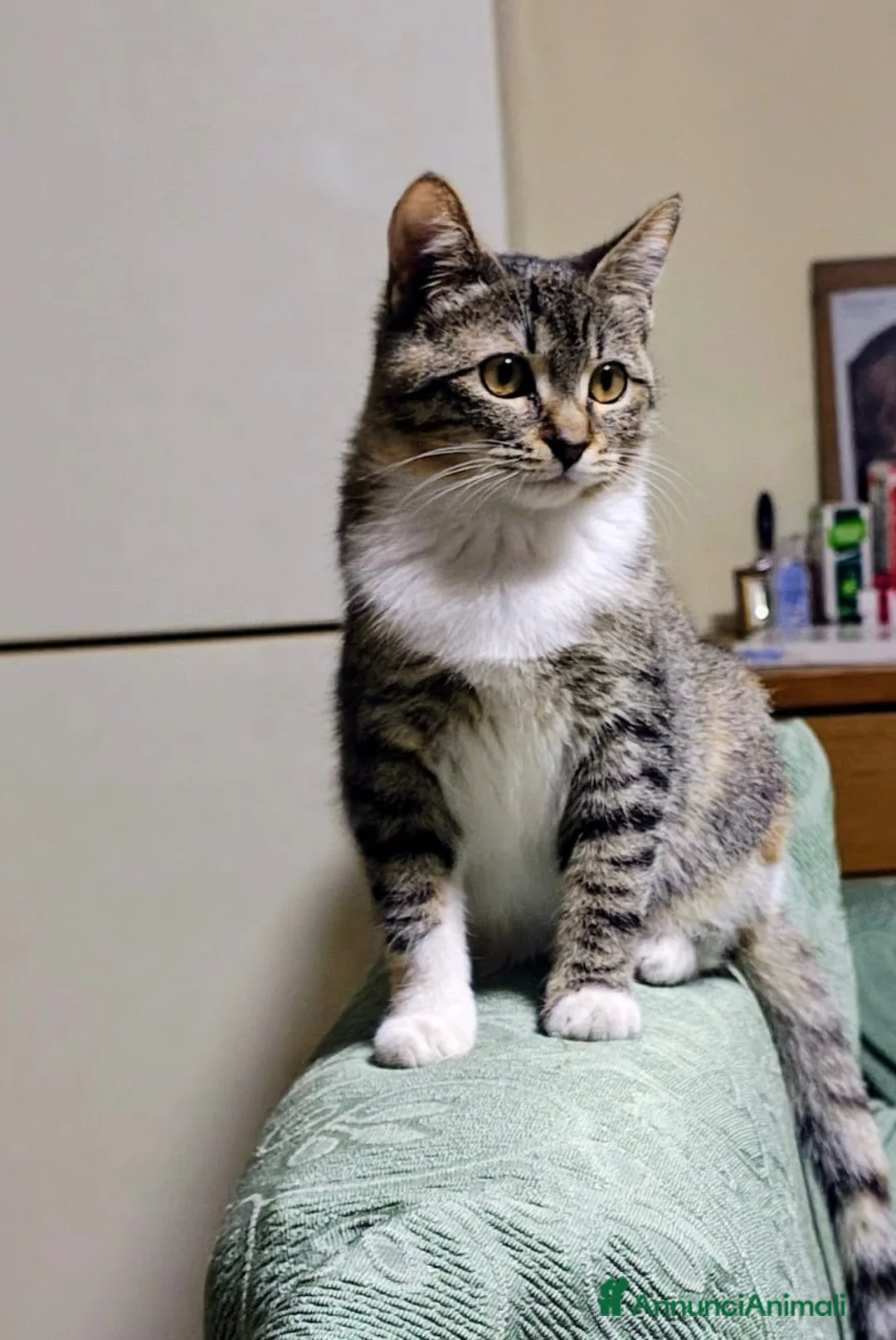 Meticcio gatti in regalo: Gattini - Annuncio 2