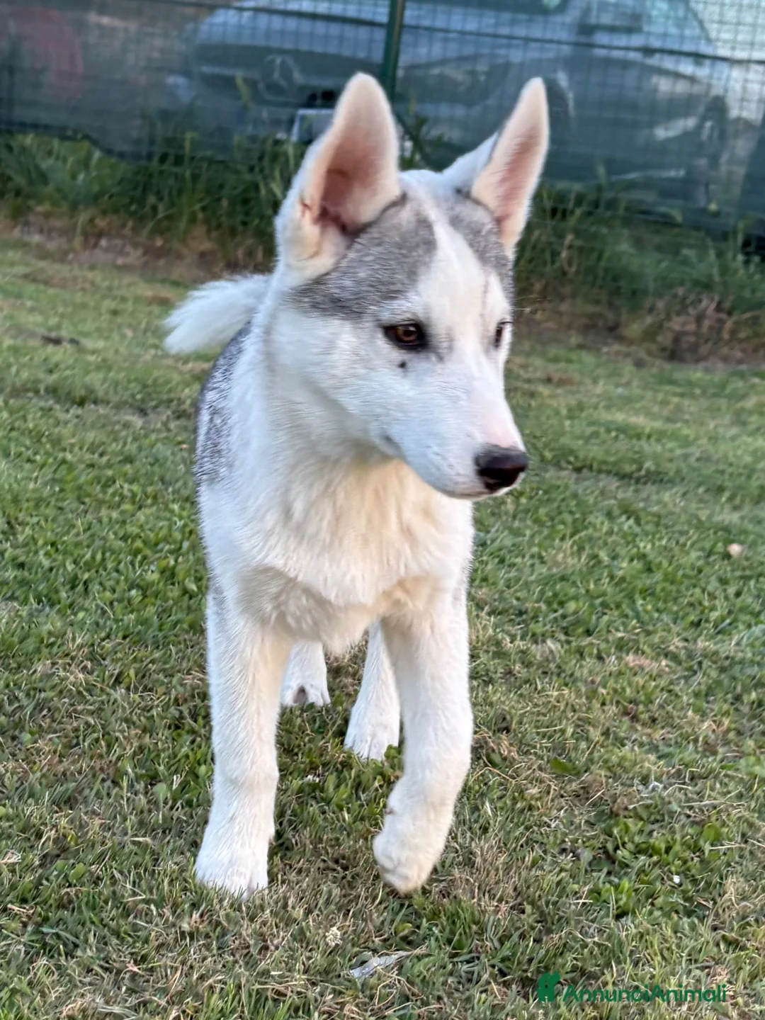 Husky cani in vendita: Siberian Husky, cuccioli alta genealogia  a Provincia di Ravenna - Annuncio 2