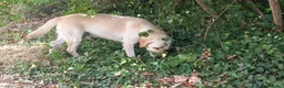 Labrador cani in regalo: Cucciolone labrador miele - Annuncio 3
