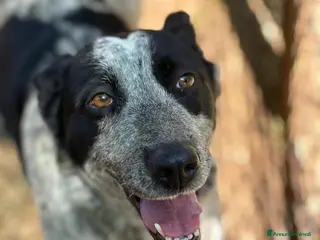 Meticcio cani Flora, 2 anni, 17 chili, dolce e buona - Annuncio 4