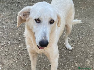 Meticcio cani LA DOLCE E BELLA ZULEYA - Annuncio 5