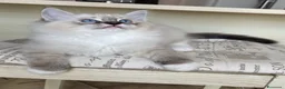 Ragdoll gatti in vendita: Cuccioli Ragdoll con pedigree  - Annuncio 7