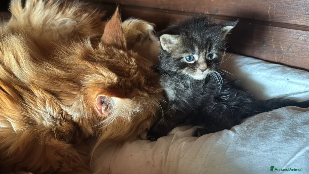 Maine Coon gatti in vendita: Cuccioli maine coon (Lestat X Hvitt Lys) - Annuncio 2