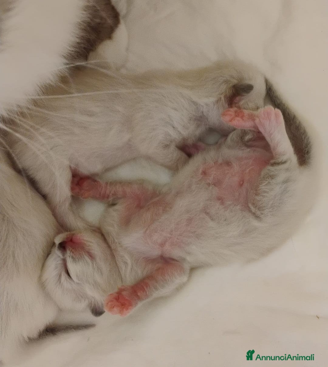 Ragdoll gatti in vendita: Bellissimi cuccioli Ragdoll  a Provincia di Bergamo - Annuncio 15
