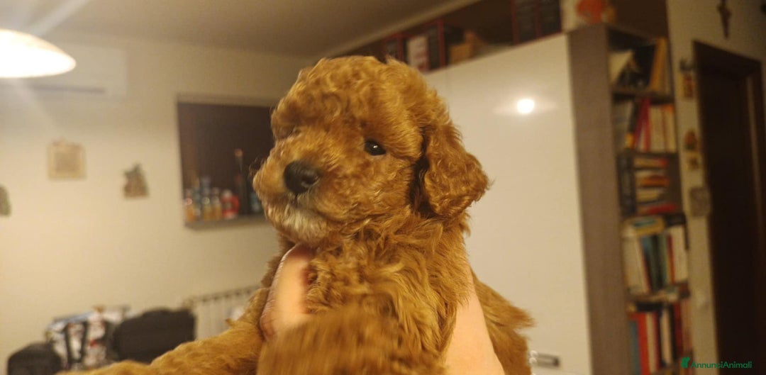 Barboncino Toy cani in vendita: Barboncina Toy fulvo red pedigree ENCI  - Annuncio 2