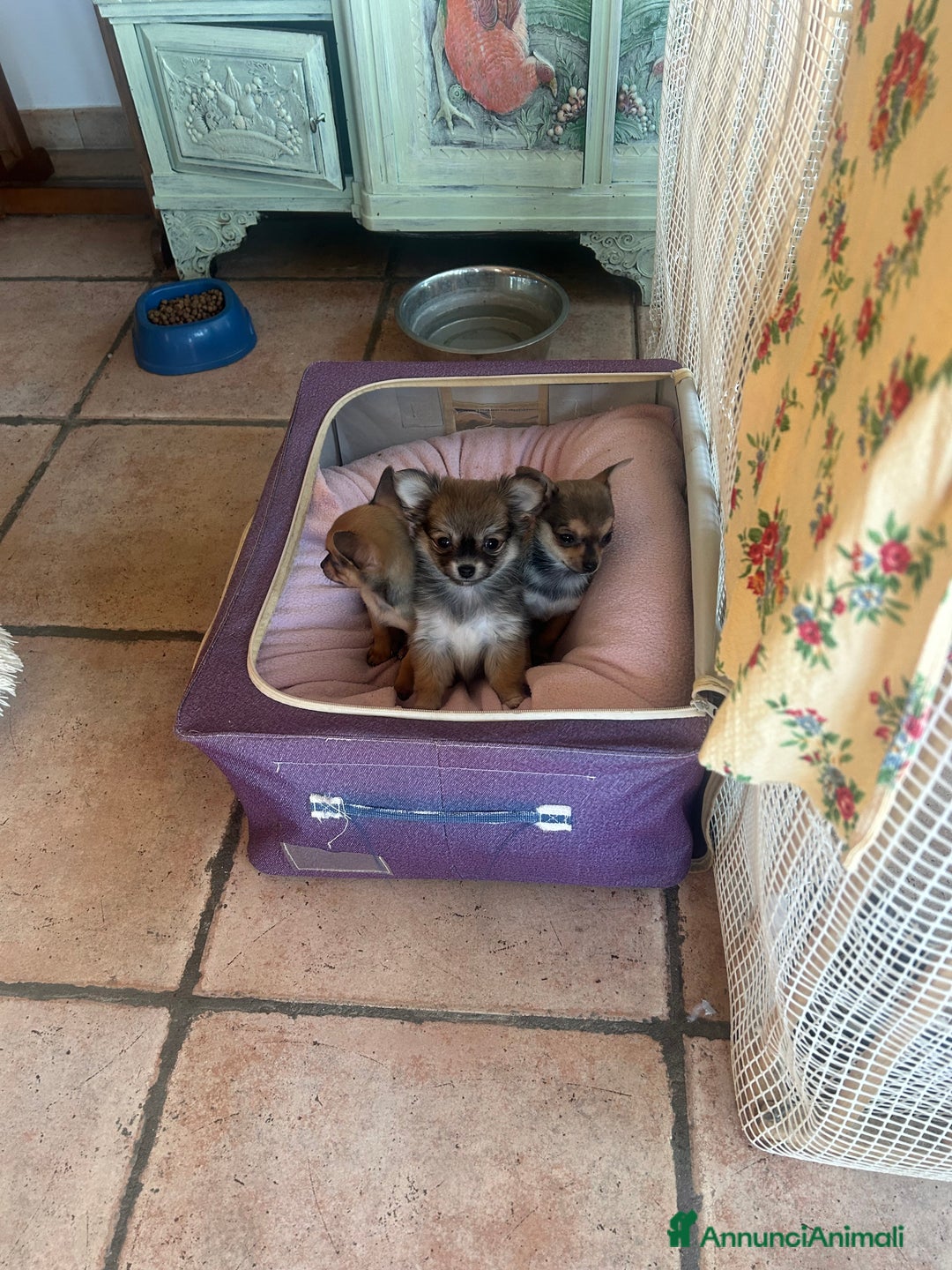 Chihuahua cani in vendita:   3 Cuccioli Chihuahua femmine  due mesi  - Annuncio 4