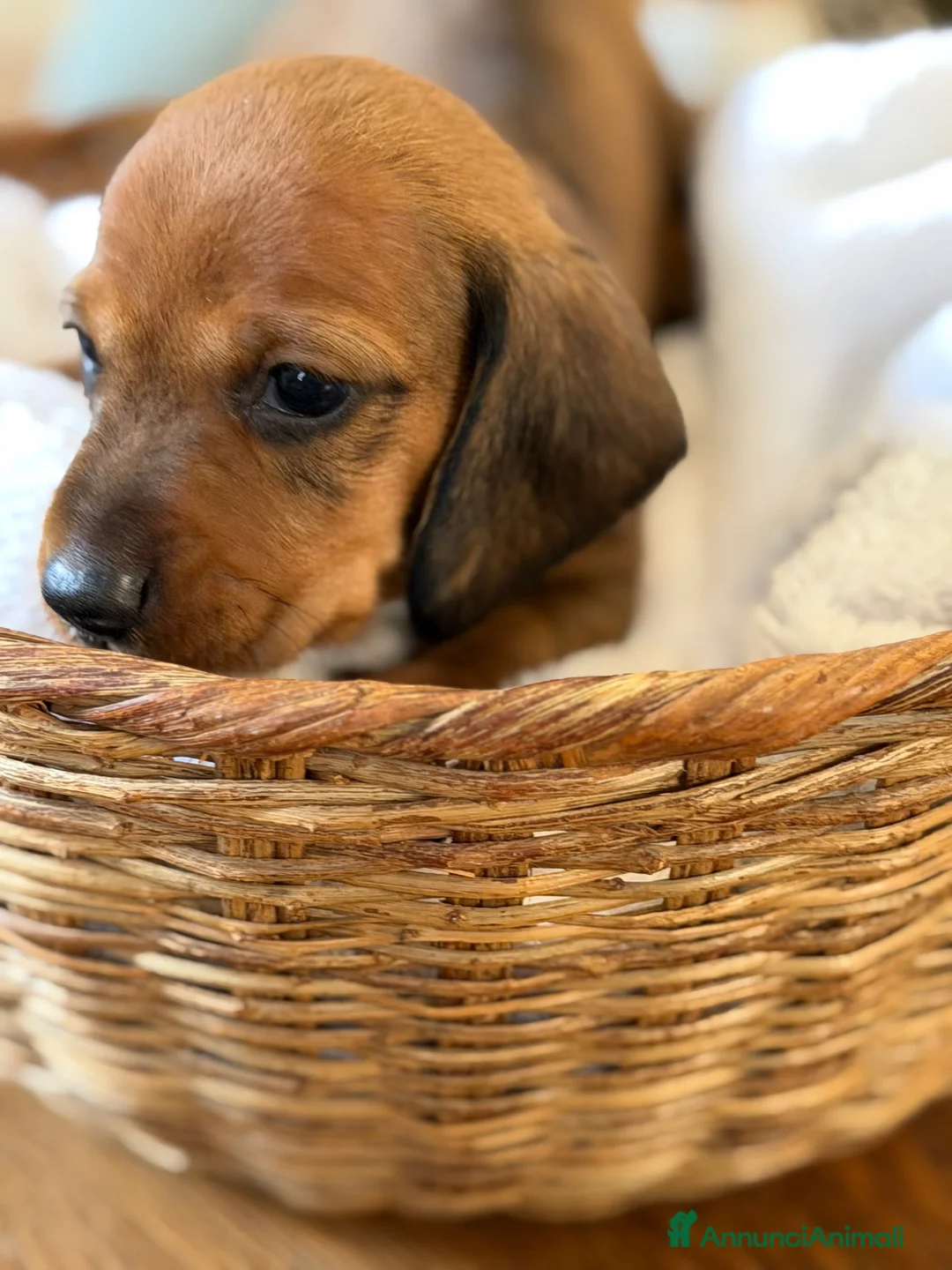 Bassotto cani in vendita: Cuccioli Bassotto Tedesco Standard Disponibili - Annuncio 2