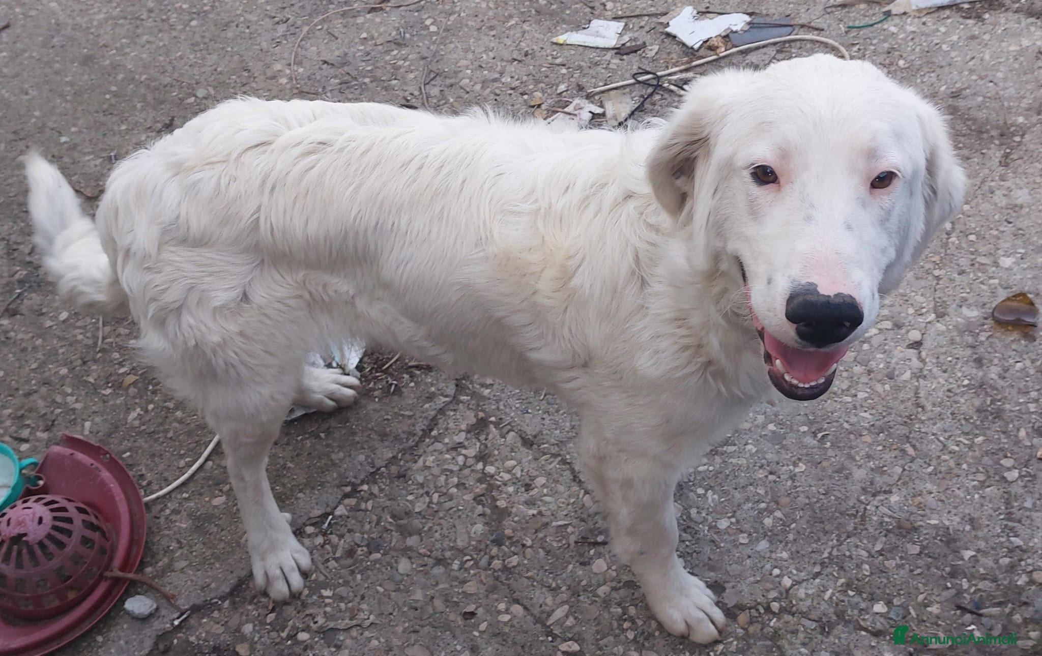 Meticcio cani NEVE MIX GOLDEN RETRIEVER ALBINO a Provincia di Avellino - Annuncio 2