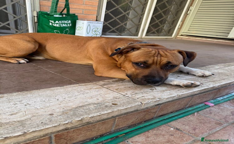 American Staffordshire cani a Città metropolitana di Roma Capitale - Annuncio 1