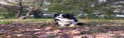 Border Collie cani per accoppiamento: Border Collie disponibile x accoppiamento - Annuncio 4