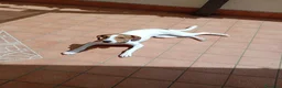 Meticcio cani in regalo: cagnolina - Annuncio 9