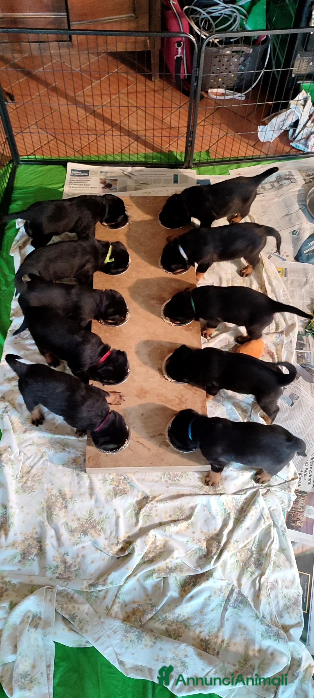 Immagine della galleria {{count}}