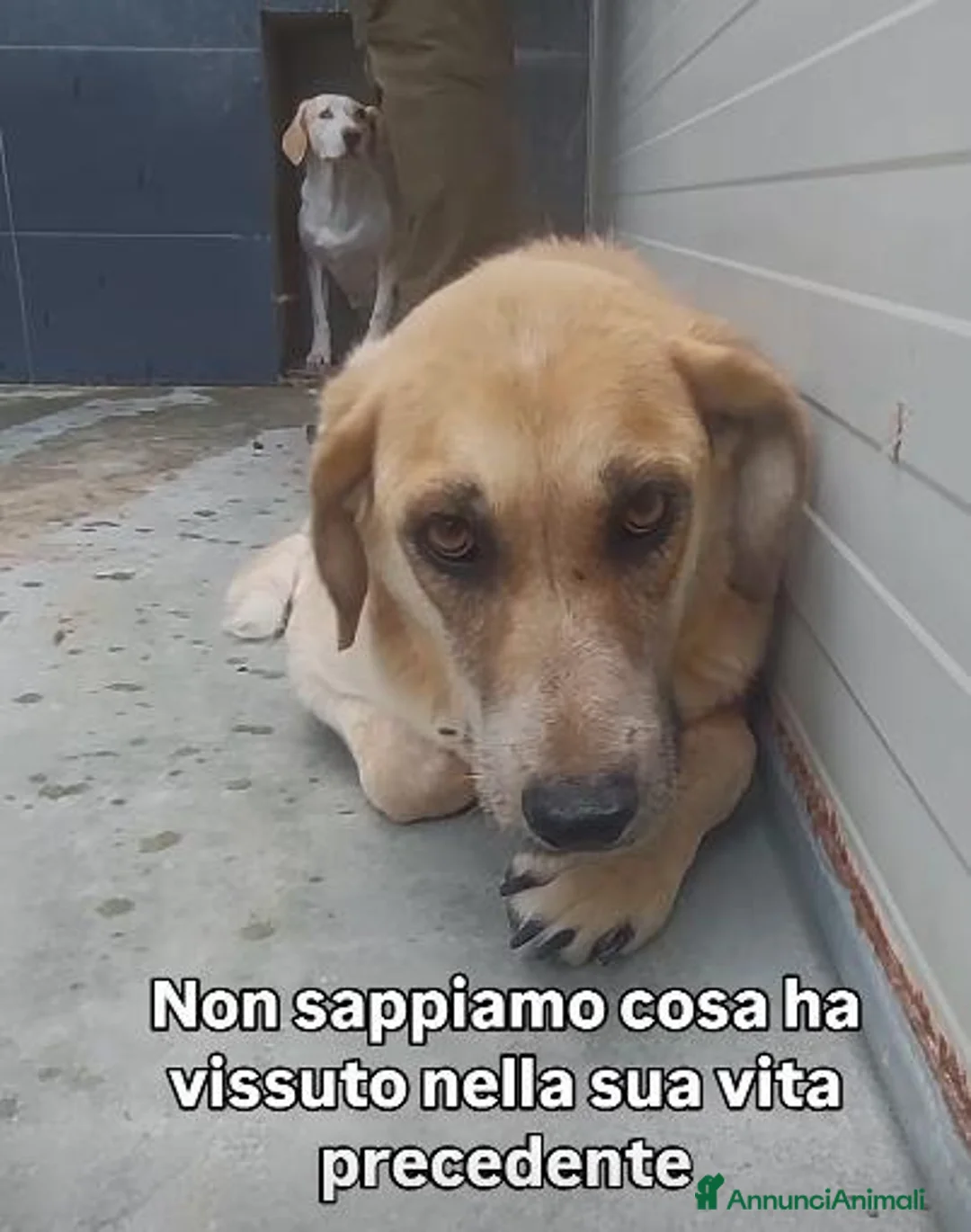 Meticcio cani in regalo: GRANDE RICHIESTA DI AIUTO PER QUESTA CAGNOLINA! - Annuncio 2