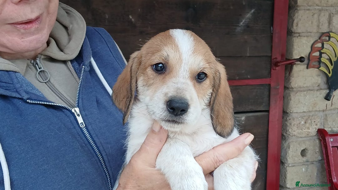 Meticcio cani in regalo: ABRAMO STA CERCANDO LA SUA FAMIGLIA - Annuncio 1