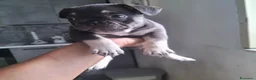 Bulldog Francese cani in vendita: Bulldog francese  - Annuncio 7