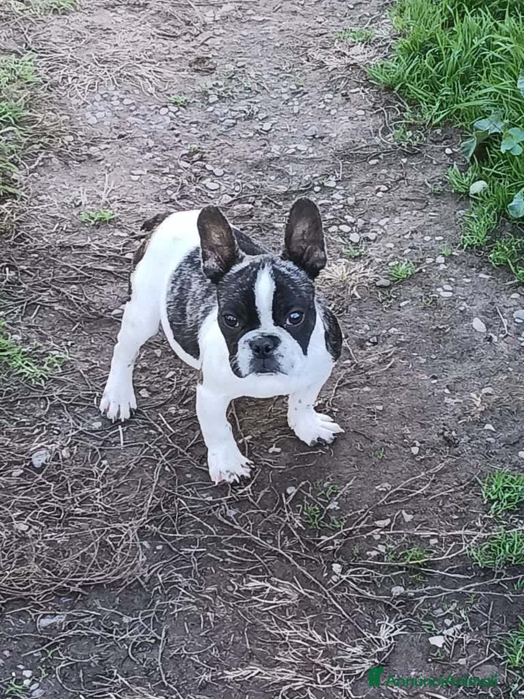 Bulldog Francese cani in vendita: Bulldog francese  - Annuncio 6