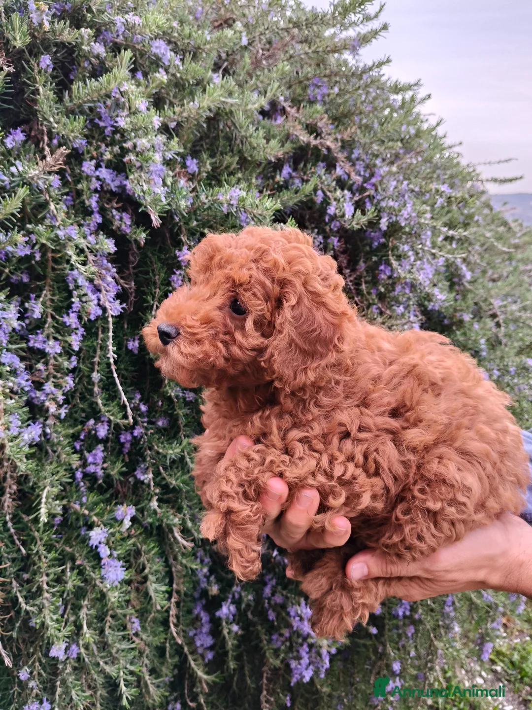 Barboncino cani in vendita: Cuccioli Maschi di Barboncino - Annuncio 2