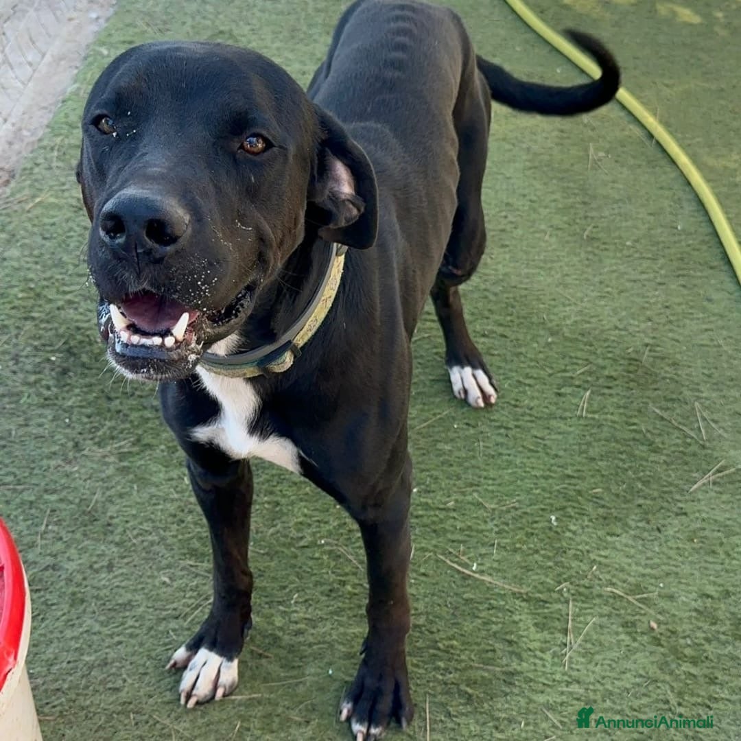 Meticcio cani in regalo: BENNY 💙 - ha bisogno di uscire da box 🙏🏻😞 - Annuncio 6