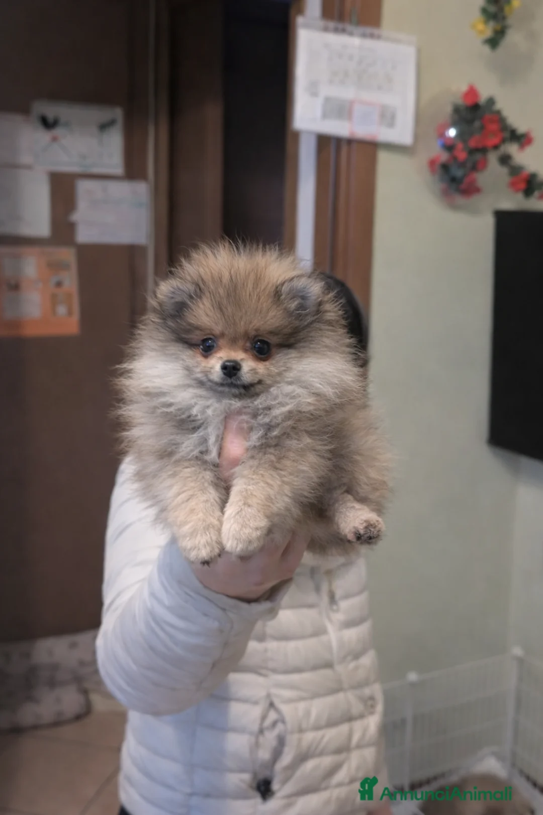 Volpino Pomerania cani in vendita: Volpino pomerania pedigree - Annuncio 7