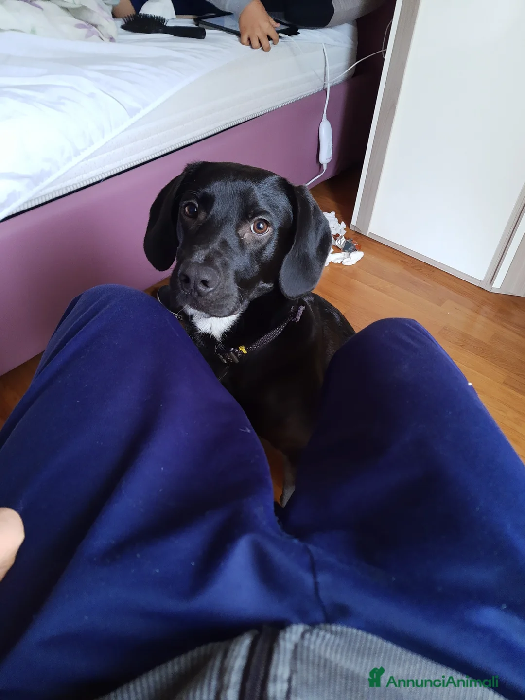 Meticcio cani in regalo: Cane nero metticcio simil-labrador 4 anni - Annuncio 2